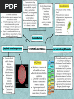 Mapa Mental Semana 3 Taxonomía Bacteriana