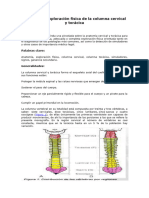 Anatomia Del Sistema Neurologico