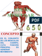 Sistema Muscular 2023