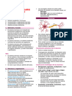 Anatomía Del Sistema Nervioso - UP7