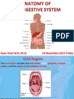 Anatomy of The Digestive System