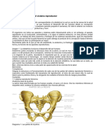 Anatomía y Fisiología Del Sistema Reproductor