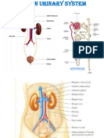 Part 9 - Human Urinary System Anatomy - Updated