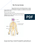 Grade 10 Week 1b Term 2 The Nervous System