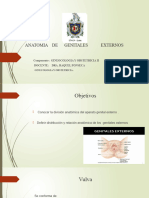 Anatomia de Genitales Externos