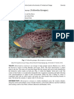 Mycteroperca - Venenosa - Yellowfin Grouper