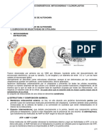 Mitocondria y Cloroplasto