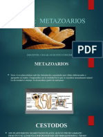 Metazoarios Conche