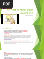 Sistema Reproductor Masculino