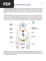 Physiol Text CH 12 Endocrine System