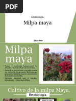 Milpa Maya - Etnobotanica