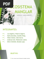 Ecosistema Manglar