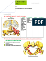 Myologie Des Membres Inférieurs