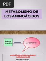 Metabolismo de Los Aminoacidos Dl2024 Clase