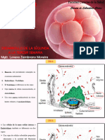 Desarrollo de La Segunda A La Tercer Semana