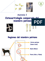 Osteoartrología Miembro Pelviano