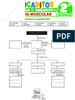 Sistema Muscular para Segundo Grado de Primaria