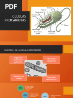 Célula Eucariota y Procariota