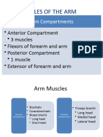 Muscles of The Arm and Forearm - 095033