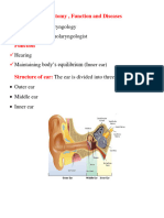 Ear Anatomy, Function and Diseases