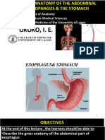 Ana202 - Gross Anatomy of The Abdominal Esophagus Ans Stomach Gross 2021 (Autosaved) (Autosaved)