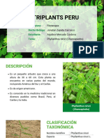 Planta Chancapiedra