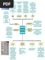 Mapa Sist. Respiratorio