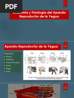 Anatomía Del Aparato Reproductor de La Yegua