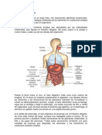 Sistema Digestivo