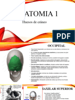 Anatomia 1 Huesos