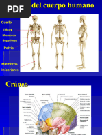 Clase 2. - Huesos y Musculos Del Cuerpo Humano