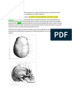 Generalidades Del Cráneo