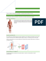 Anatomia