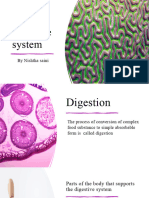 Human Digestive System