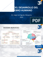 Semana 3 - Etapas Del Desarrollo Del Cerebro Huamano