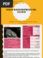 Ciclo Biogeoquímico Del Silicio