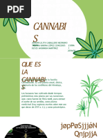 Cannabis