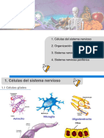 Clase 3 OrganizaciÃ N Del Sistema Nervioso