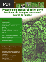 Boletin Proyecto Jatrophas - 220828 - 152749