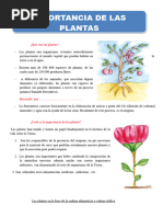 Importancia de Las Plantas Quinto Grado 05 10