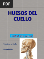 Huesos Del Cuello