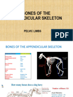 Bones of The Appendicular Skeleton - 030624pptx