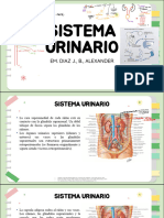 8.5 Anatomia Pelvis Sistema Urinario