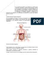 Sistema Digestivo