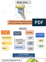 Brain Stem
