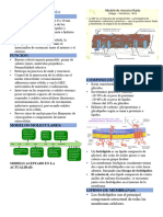 Membranas Celular