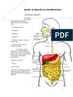 Aparatul Digestiv Şi Digestia La Mamifere