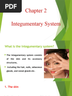 Chapter 2 Integumentary System