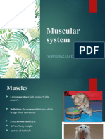 5.muscular System Yj1237291349853609678