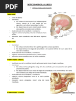 MuSCULOS DE LA CABEZA